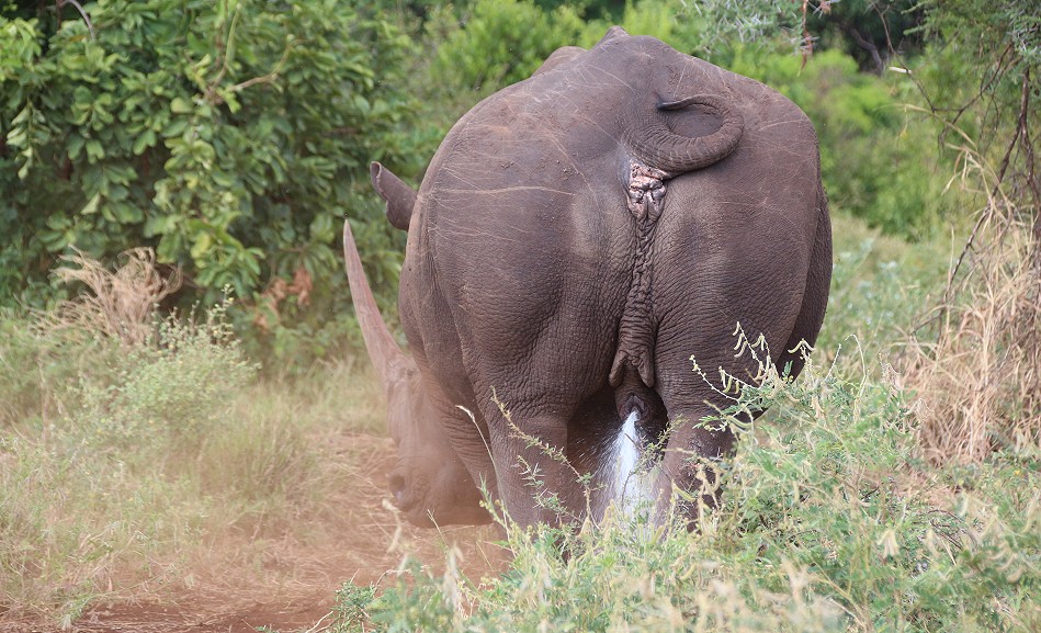 Breitmaulnashorn, Bulle