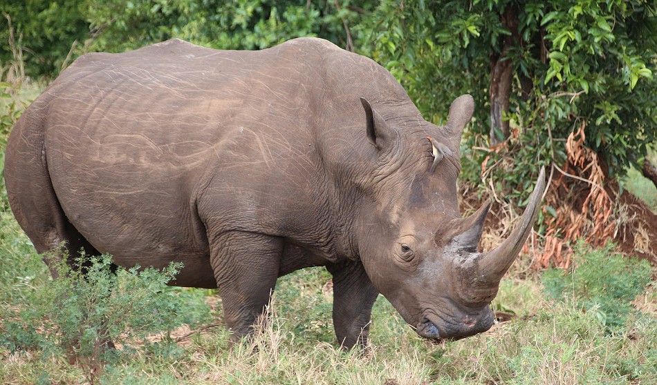 Breitmaulnashorn, Bulle