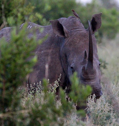 Breitmaulnashorn, Kuh mit Kalb