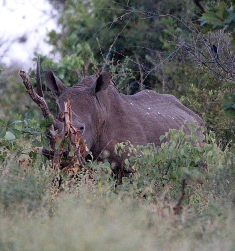 Breitmaulnashorn, Kuh mit Kalb