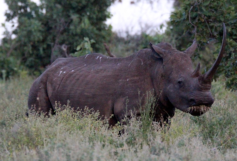 Breitmaulnashorn, Kuh