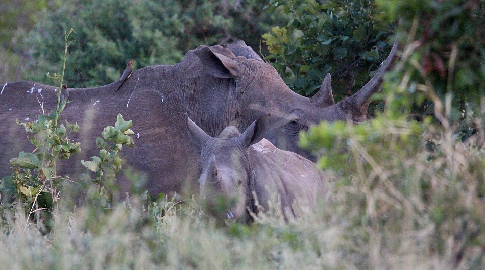 Breitmaulnashorn, Kuh mit Kalb