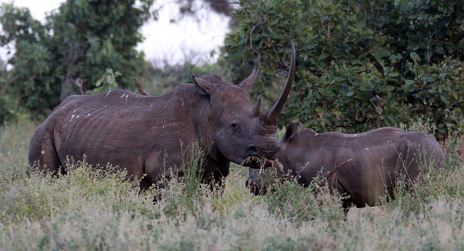 Breitmaulnashorn, Kuh mit Kalb