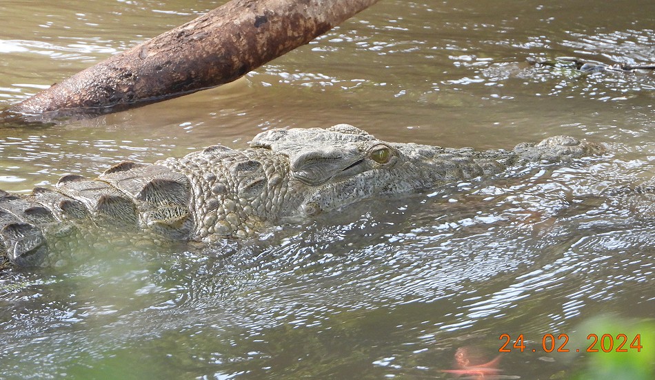 Nilkrokodil im Mulika River