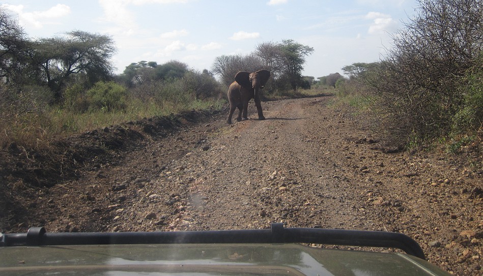 rote Elefanten im Meru National Park