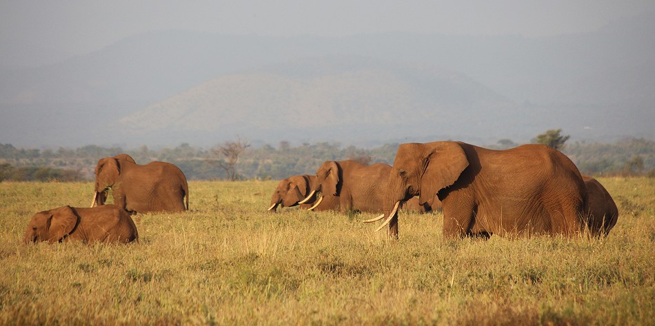 Elefanten im Meru National Park