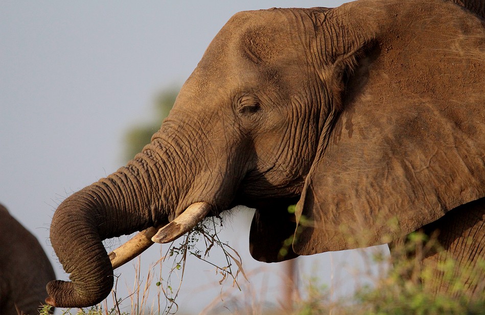 Elefanten im Meru National Park