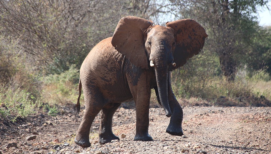 rote Elefanten im Meru National Park