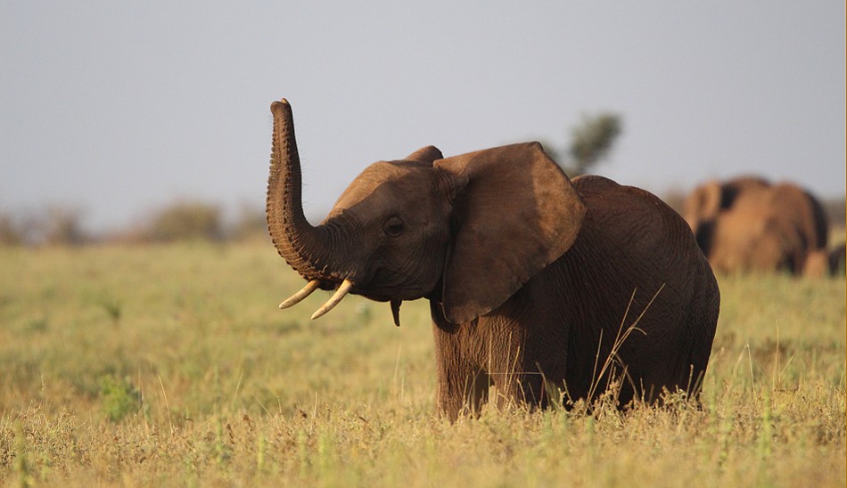 Elefanten im Meru National Park