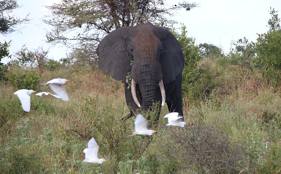 Elefantenbegegnung im Meru National Park
