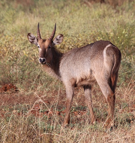 Elypsen Wasserbock, Männchen