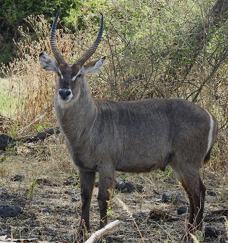Elypsen Wasserbock, Männchen