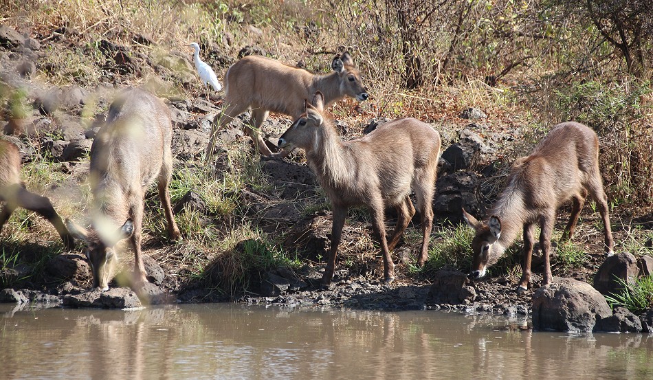 Elypsen Wasserbock, Weibchen