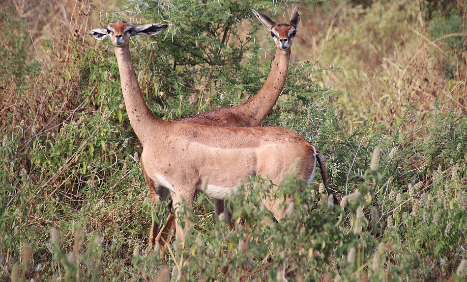 Gerenuk im Meru National Park