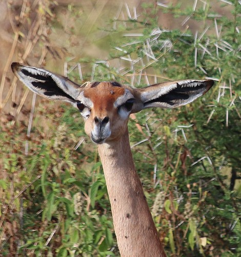 Gerenuk im Meru National Park