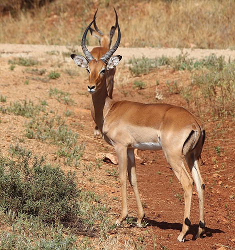 Impala
