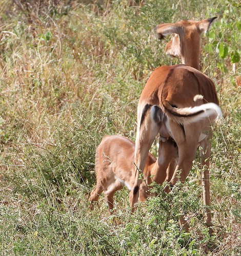 Impala Weibchen mit Kitz
