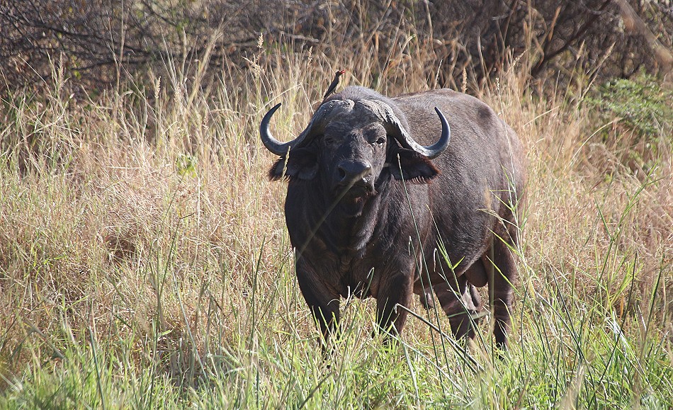 Kaffernbüffel im Meru National Park
