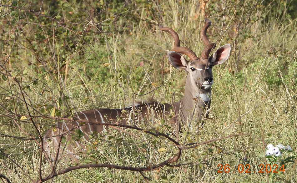 Kleiner Kudu im Meru National Park