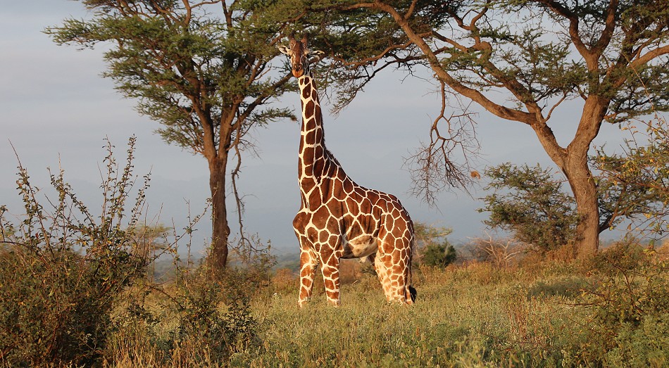 Netzgiraffen im Meru National Park