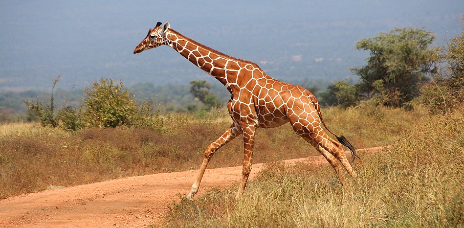 Netzgiraffen im Meru National Park