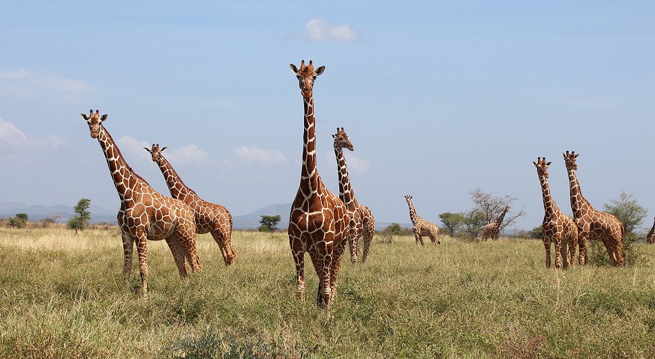 Netzgiraffen im Meru National Park