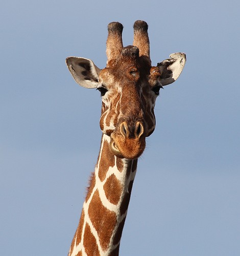 Netzgiraffen im Meru National Park