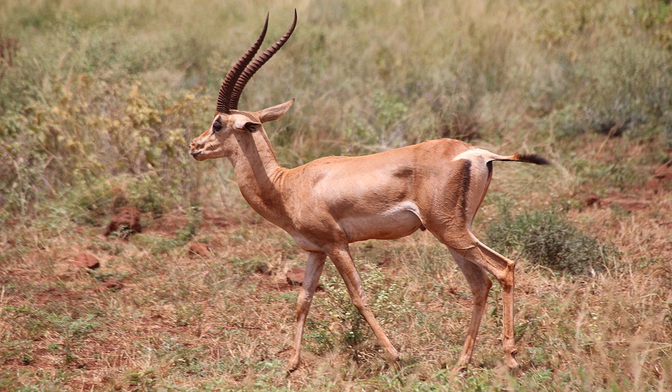 Nördliche Grant Gazelle