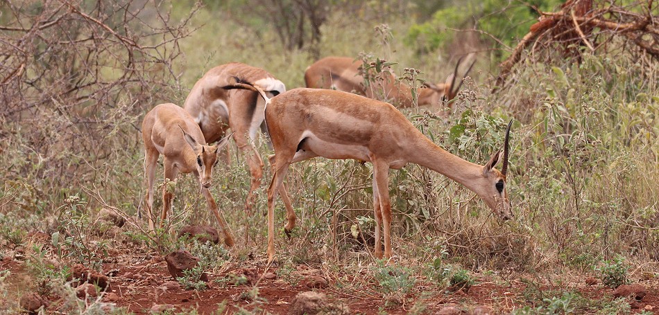 Nördliche Grant Gazelle
