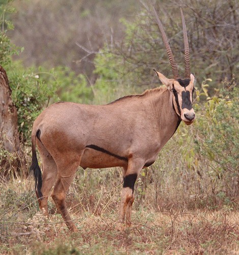 Beisa Oryx