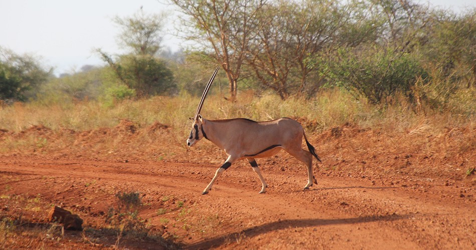 Beisa Oryx