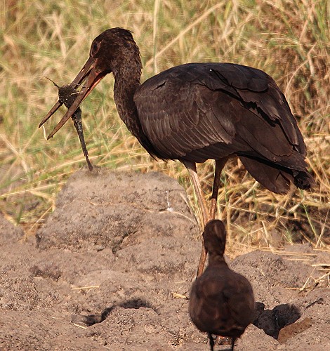 Schwarzstorch, Jungvogel