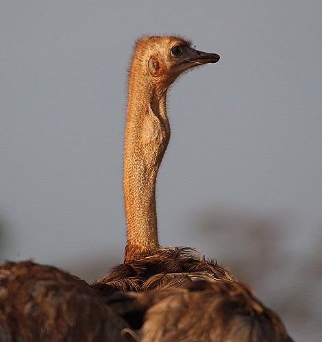 Somali Strauß, Henne