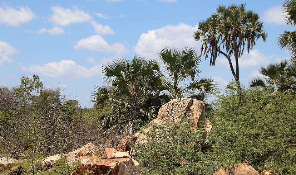 Tana River Bridge - Adamson Falls - Meru / Kora National Park