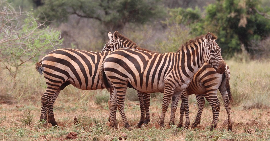 Steppenzebras