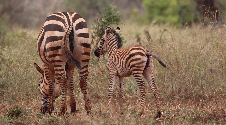 Steppenzebras