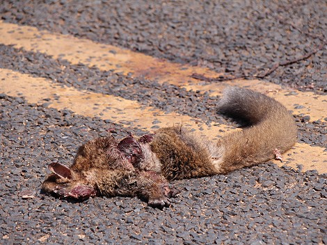 Road Kill - Bushbaby