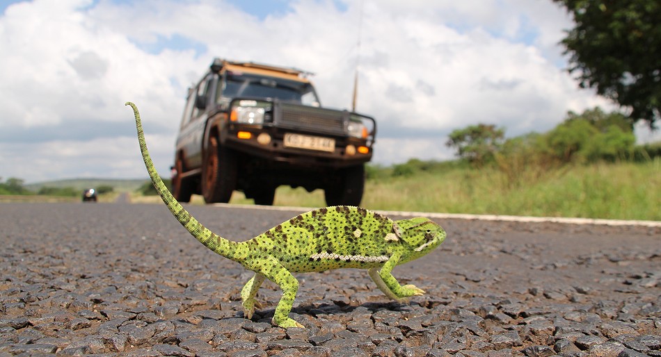 Lappenchamaeleon auf der Straße