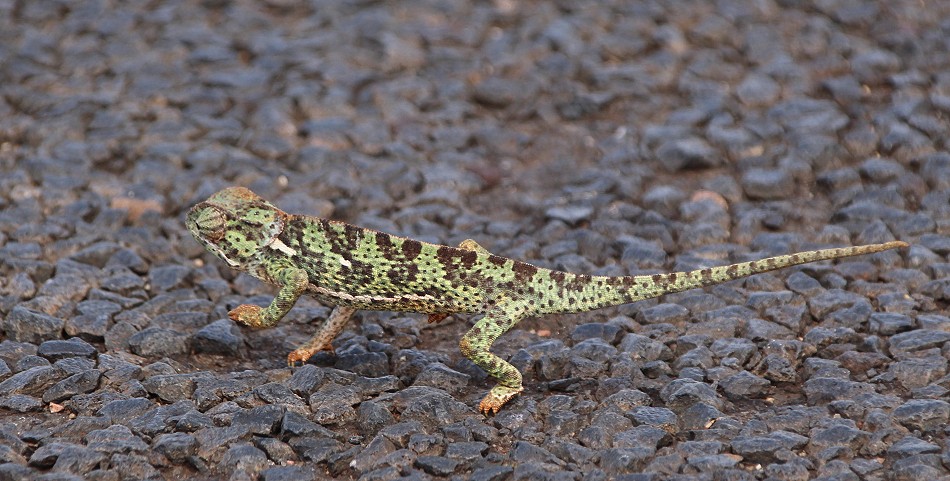 Lappenchamaeleon auf der Straße