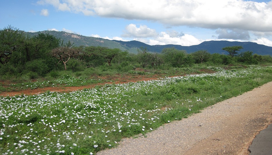 Tsavo National Park März 2024, es blüht und ist unglaublich grün