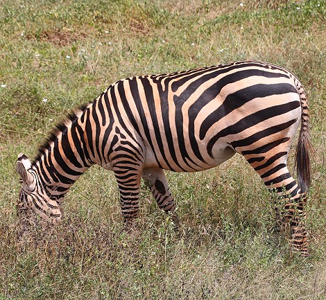Zebras am Straßenrand
