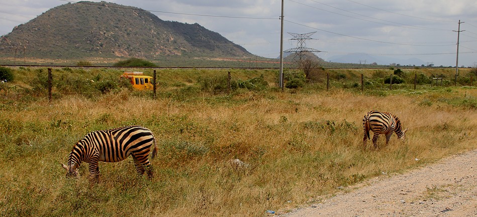 Zebras am Straßenrand