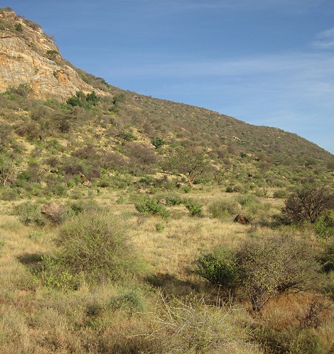 grüne Landschaft im Samburu Reservat