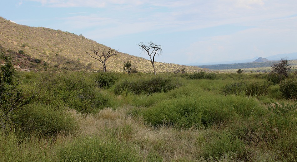 grüne Landschaft im Samburu Reservat