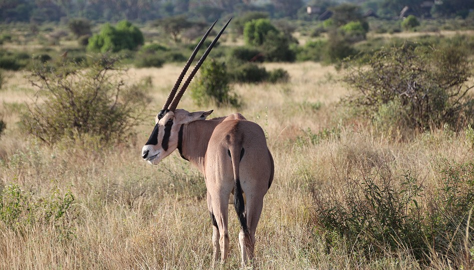 Beisa Oryx im Samburu Reservat