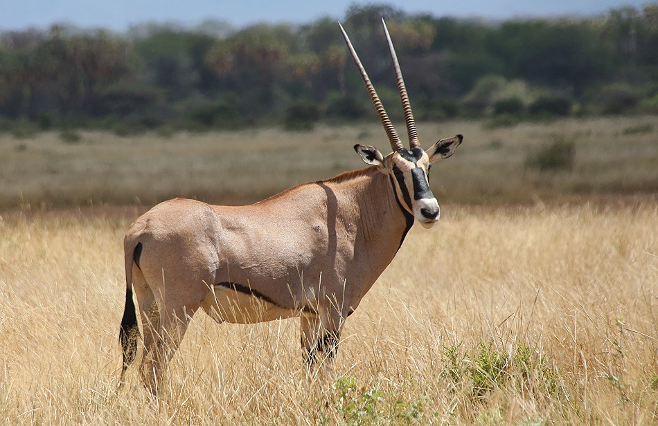 Beisa Oryx im Samburu Reservat