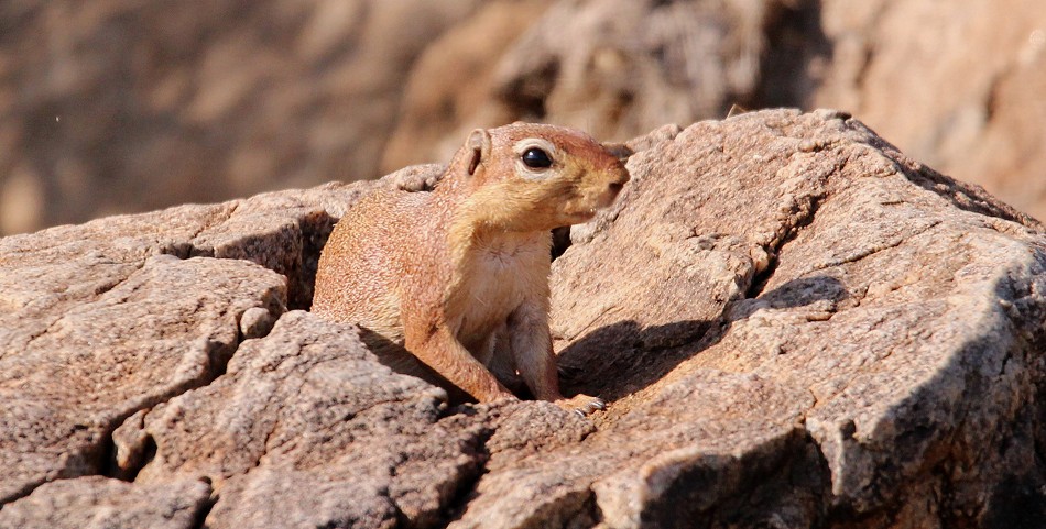 Buschhörnchen im Samburu Reservat