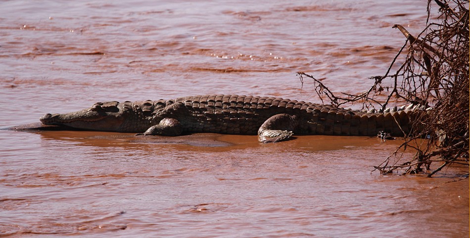 Nilkrokodil