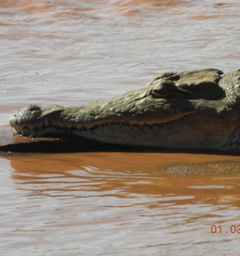 Nilkrokodil