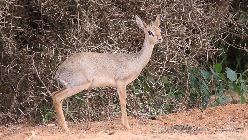 Kirk Dikdik